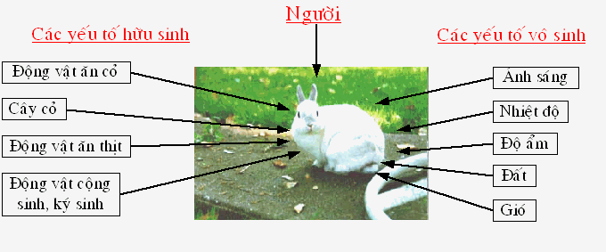 Yếu tố vô sinh Hình 8 Sơ đồ về các yếu tố sinh thái trong môi trường sống 15