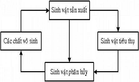 Các Yếu Tố Sinh Thái Và Sự Thích Nghi Của Sinh Vật