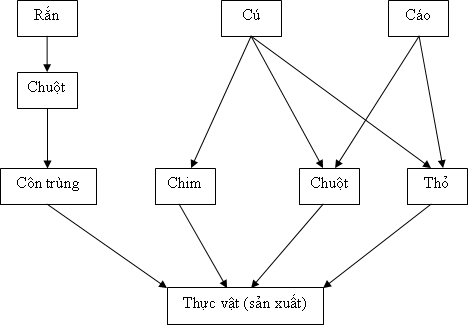 Hình 7 Lưới thức ăn 6 Đặc trưng của hệ sinh thái Đặc trưng cơ bản của hệ 8