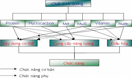 Đặc Điểm Sinh Lý Và Sự Thích Nghi Với Điều Kiện Khí Hậu Nóng Ẩm Của Người Việt Nam