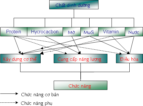 Hình 1 Thức ăn và chức năng của chúng 1 Nhu cầu về khối lượng chất lượng 2