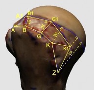 Hình 3 3 Minh hoạ cách đo các mốc cần xác định phía bờ ngoài của diện bám 5