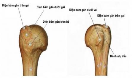 Xác Định Một Số Chỉ Số Giải Phẫu Diện Bám Chóp Xoay Ứng Dụng Trong Phẫu Thuật Nội Soi