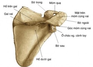 Hình 1 3 Minh họa hình xương bả vai MCV nhìn từ mặt sau 31 1 1 3 Chóp xoay Chóp xoay 3