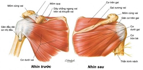 Hình 1 4 Các gân cơ CX 33 Nhìn bên ngoài các gân của cơ CX liên kết lại với nhau 4