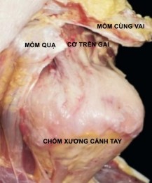 Hình 1 5 Minh họa khớp vai trái nhìn từ phía trước trên32 1 1 3 1 Cơ dưới vai Cơ 5