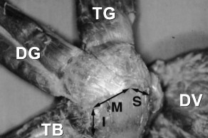 Hình 1 8 Minh họa diện bám của các cơ CX vào củ lớn DV là gân dưới vai TG là 8