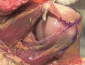 Hình 1 12 Cơ tròn bé6 Gân có diện bám tận rộng hình tam giác đi từ hướng 3 4