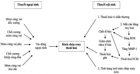 Hình 1 14 Sơ đồ tóm tắt cơ chế rách chóp xoay theo con đường ngoại sinh và 6