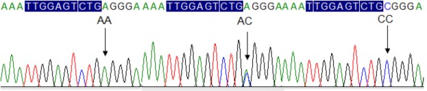 4G A 6031A G 6220T G 6359C T 6424A T 10