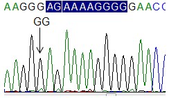 I Hình FCN2 986G A ảnh phân tích kết quả giải trình tự xác định tính đa hình 6