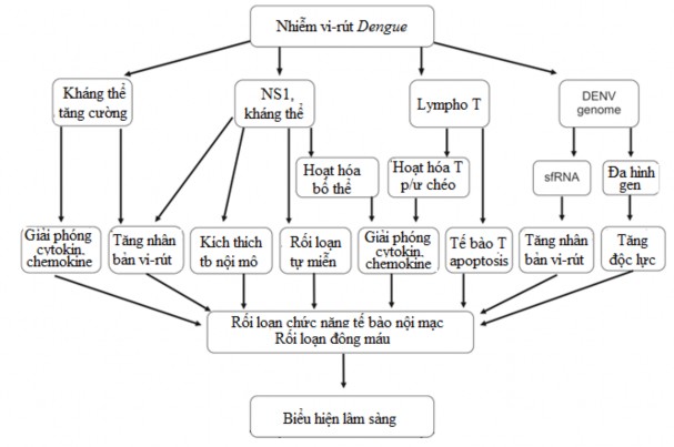 Hình 1 3 Cơ chế bệnh sinh của sốt xuất huyết Dengue Nguồn theo Pang X và cs 2017 2