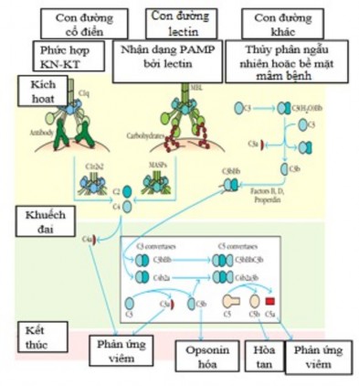 Hình 1 4 Các con đường hoạt hóa bổ thể Nguồn theo Company W và cs 2013 Vai trò 1