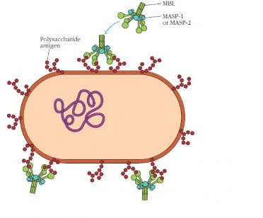 Hình 1 5 Bước đầu khởi động con đường lectin Nguồn theo Company W và cs 2013 1 4 2