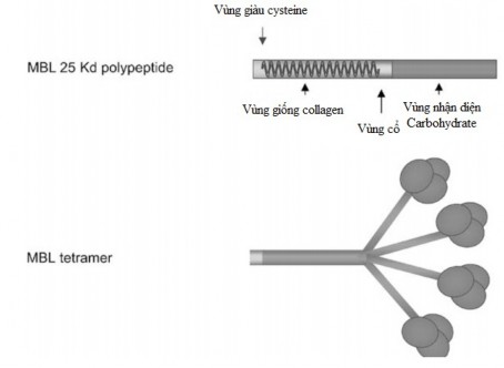 Hình 1 6 Cấu trúc phân tử protein MBL Nguồn theo Garred P và cs 2006 Rất nhiều tác 3