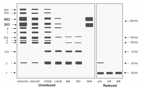 Hình 1 7 Mô hình kết quả phân tách hỗn hợp MBL bằng kỹ thuật SDSPAGE Nguồn 4
