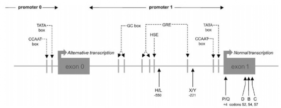 Hình 1 8 Đa hình gen MBL2 Nguồn theo Garred P và cs 2006 Một đột biến khác ở codon 1