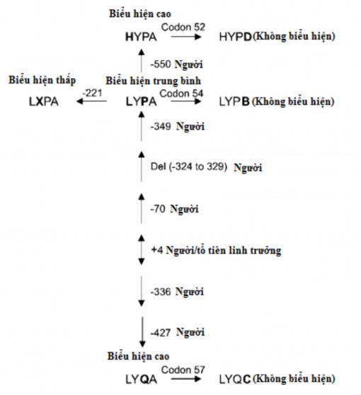 Hình 1 9 Cây tiến hóa MBL2 Nguồn theo Garred P và cs 2006 1 5 Protein Ficolin2 và gen 2