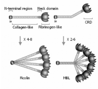 Hình 1 10 Cấu trúc đa bậc của protein Ficolin và MBL Nguồn theo Endo Y và cs 2006 1 5 3