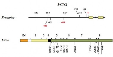 Hình 1 11 Đa hình đơn Nucleotid trên gen FCN2 Nguồn theo Garred P và cs 2009 Hai trong 1
