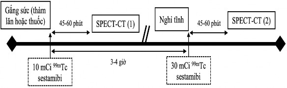 Hình 2 2 Ghi hình xạ hình tưới máu cơ tim với 99m Tc MIBI theo quy trình Gắng sức 2