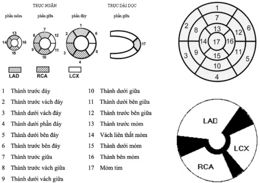 Hình 2 4 17 phân vùng cơ tim thất trái Nguồn Cerqueira M D et al 2002 36 Trình bày kết 2