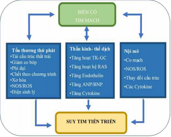 Sơ đồ 1 1 Cơ chế sinh lý bệnh suy tim Nguồn Braunwald’ Heart Disease 11 th 2018 54 4