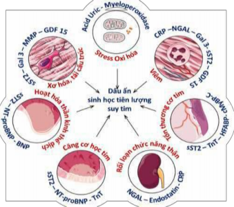Hình 1 2 Các dấu ấn sinh học theo cơ chế sinh lý bệnh suy tim Nguồn Ståle H Nymo 1