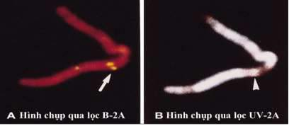 Hình 1 3 Vị trí gen ST2 trên nhiễm sắc thể số 2 Nguồn Tominaga 1996 149 Trong 2