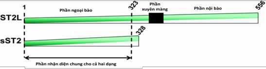 Sơ đồ 1 4 Cấu trúc hai đồng dạng ST2 chính ST2L và sST2 Nguồn Domingo A Pascual 2