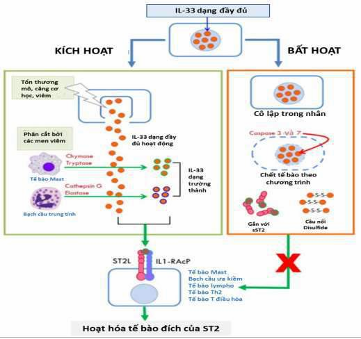 Sơ đồ 1 5 Cơ chế điều chỉnh tại chỗ và chức năng cytokine của IL 33 Nguồn 3