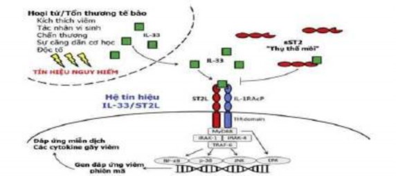 Sơ đồ 1 6 Chức năng viêm và miễn dịch động của hệ thống IL 33 ST2L Nguồn 4