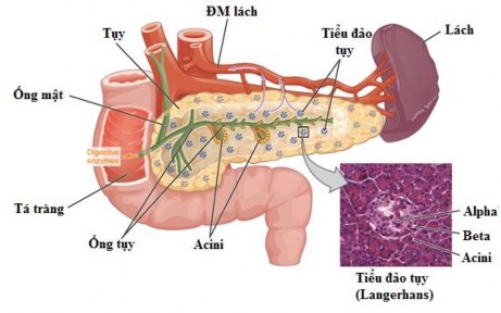 Hình 1 1 Giải phẫu tuyến tụy và tiểu đảo Langerhans Nguồn Gordon Betts J Anatomy 1