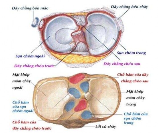Hình 1 1 Hình mâm chày nhìn từ trên xuống Nguồn Netter F H Atlas giải phẫu người 1