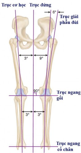 Hình 1 2 Tương quan giữa trục cơ học trục đứng và trục giải phẫu đùi trục 2