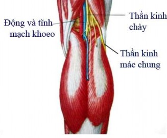 Hình 1 4 Hệ mạch máu và thần kinh khoeo Nguồn Netter F H Atlas giải phẫu người 1