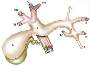 Hình 1 4 Cấu trúc cuống Glisson trong gan Nguồn Blumgart 2007 15 Căn cứ vào đặc 2