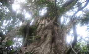 Trường Đại học Kinh tế Huế Đền tưởng niệm thanh niên xung Bách xanh trên 4