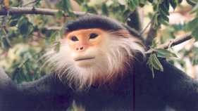 Bản dân tộc Chứt Chà Vá chân nâu VQG Phong Nha Kẻ Bàng VQG Phong Nha Kẻ Bàng 6