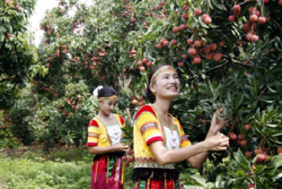Bên vườn vải thiều ở xã Hồng Giang huyện Lục Ngạn Nguồn baobacgiang com vn 3