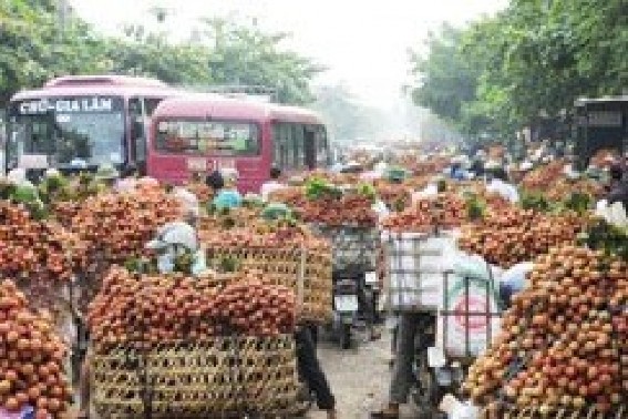 Lục Ngạn trong những ngày vào vụ thu hoạch vải Nguồn baobacgiang com vn 6