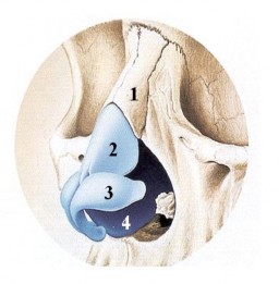 Khi chúng ta thở đường hô hấp tạo ra trở kháng giúp không khí đi vào được 1