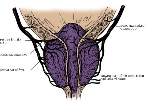Hình 1 2 Động mạch tuyến tiền liệt Ngoài 2 nhánh chính là nhánh niệu đạo và 2
