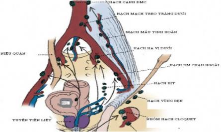 Mạch Bạch Huyết: Chủ Yếu Dẫn Lưu Vào Hạch Bạch Huyết Vùng Bịt Và Vùng Động Mạch Chậu