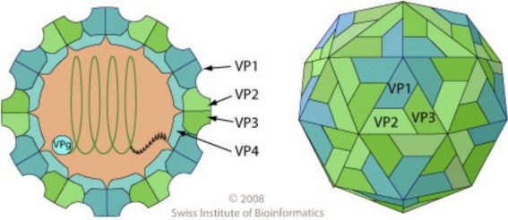 Hình 1 1 Cấu trúc chung của các vi rút Đường ruột ­ Cùng với các coxsackievirus 2