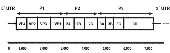 Hình 1 2 Cấu trúc gen của EV71 Các protein capsid VP1và VP4 cấu tạo thành các tiểu 3