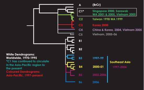 Hình 1 3 Các nhóm gen của EV71 lưu hành từ năm 1970 đến 2010 Nguồn WHO 2011 Nhóm C 1