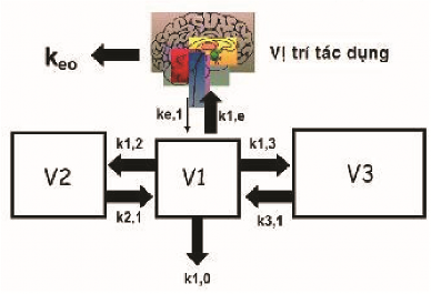 Hình 1 1 Khoang và chiều di chuyển của thuốc 17 Thể tích phân phối volum of 1