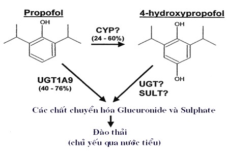 Hình 1 7 Các đường chuyển hóa chính của propofol 125 1 3 3 Dược lực học 1 3 3 1 4