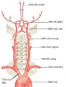 Hình 1 1 Các động mạch cấp máu cho não – n guồn Silverman IE 2009 121 A Hình 1 2 A 1